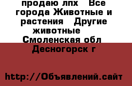 продаю лпх - Все города Животные и растения » Другие животные   . Смоленская обл.,Десногорск г.